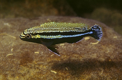Melanochromis auratus 'Thumbi West Island'